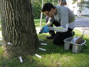 Bruno Chicoine treats an ash tree in Beaconsfield  with TreeAzin insecticide.