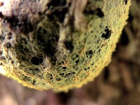 An image of slime mould, from the British documentary The Creeping Garden, which had its world premiere at the 2014 Fantasia International Film Festival in Montreal.