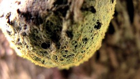 An image of slime mould, from the British documentary The Creeping Garden, which had its world premiere at the 2014 Fantasia International Film Festival in Montreal.