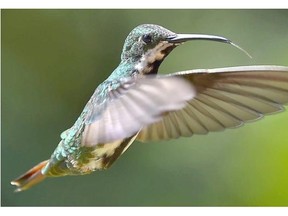 Hummingbirds are a marvel of nature.