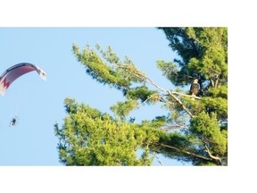 A bald eagle perches on the branches of a white pine tree along the shoreline of Missisquoi Bay near Philipsburg on June 22, 2014.