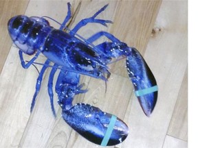 Meghan LaPlante and her father, Jay LaPlante, found this lobster off Pine Point in Scarborough, Maine Saturday. The crustacean is being donated to the Maine State Aquarium.