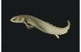 The Polypterus fish has the ability to walk on land.  Emily Standen, a biology professor at University of Ottawa has been doing studies based on the evolution of the Polypterus fish.
