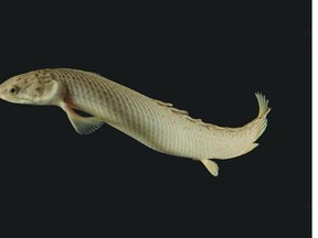 The Polypterus fish has the ability to walk on land.  Emily Standen, a biology professor at University of Ottawa has been doing studies based on the evolution of the Polypterus fish.