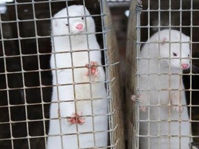 Hundreds of minks (not the ones pictured) in Montérégie were set free overnight on August 20. Police are investigating, and would not confirm it is the same fur farm targeted by animal rights activists online.