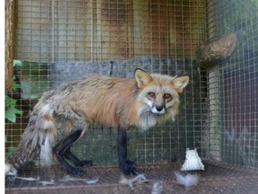 A fox is seen in this undated handout photo. Animal welfare advocates are calling for the immediate removal of foxes and minks they say are being housed in inhumane conditions south of Montreal. SPCA, Jo-Anne McArthur