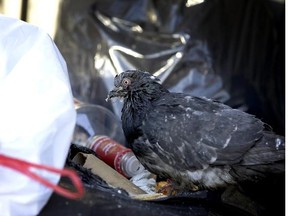 A pigeon picks through garbage downtown. Kiki Armata wants to make sure things stay cleaner in Verdun.
