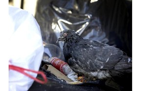 A pigeon picks through garbage downtown. Kiki Armata wants to make sure things stay cleaner in Verdun.