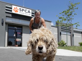 SPCA 1