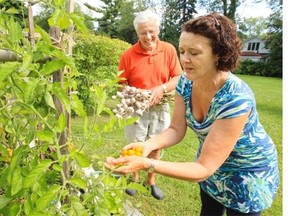 Susan Argento picks cherry tomatoes while her husband, Domenic, holds a bouquet of fresh-picked garlic in the garden of their home in Beaconsfield recently. The couple donate their excess produce and that of their neighbours to the Old Brewery Mission.