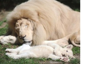 A thirteen-week old white lion cub lies next to his father Yabu, on August 15, 2014, at the zoo in La Fleche, western France.