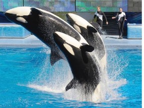 In this March 7, 2011 file photo, trainers Joe Sanchez, left, Brian Faulkner and Kelly Aldrich, right, work with killer whales Trua, front, Kayla, centre, and Nalani during the Believe show in Shamu Stadium at the SeaWorld Orlando theme park in Orlando, Fla.  After more than a year of public criticism of its treatment of killer whales, SeaWorld said Friday, Aug. 15, 2015, that it will build new, larger environments at its theme parks and will fund additional research on the animals along with programs to protect ocean health and whales in the wild.