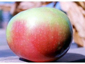 Apple season is in full swing. You’ll find a bumper crop in markets and stores, including the McIntosh.