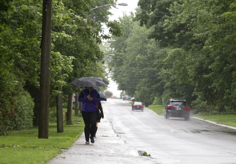 Diversify when replacing ash trees, expert says Montreal Gazette
