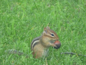Chipmunk and a West Island domestic cat had a stare down contest over the summer.