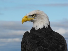 Taken up top on Mont Tremblanc....I know it seems unlikely but its true they keep birds of a feather up there!