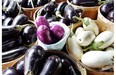 All colours and sizes of eggplant are in season.