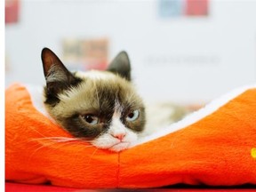 The movie Grumpy Cat’s Worst Christmas will come bearing at least one gift, thanks to the main character’s voice-over.