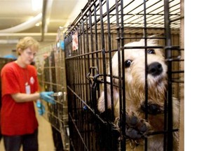 In October 2008, United Animal Nation volunteer Melanie Wisner is helping out after the SPCA and Humane Society International busted a second puppy mill in Quebec within a week, rescuing 200 dogs.