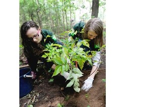 Olga Golubeva, left, and Masha Zhdanava brave the rain as they volunteer with Friends of the Mountain to plant an estimated 350 trees in Montreal on Sunday Sept. 21, 2014.