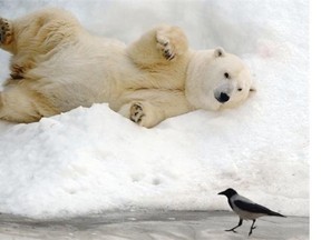 A polar bear takes a sun bath at Moscow's zoo on September 12, 2014, in Moscow. From September 13 to 14, 2014, Moscow's zoo marks 150 years since its founding in 1864.