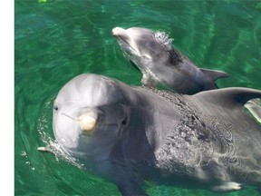 A seven-day old dolphin (top) swims with his mother Mancha at the Zoo-Aquarium of Madrid on September 5, 2014. The dolphin cub was born at the zoo on August 29.