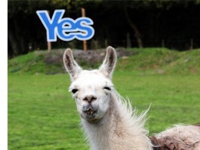 A Yes sign is displayed in a field with Llamas grazing in Jedburgh, Scotland, Monday, Sept. 8. The British government plans to offer Scotland more financial autonomy in the coming days as polls predict a very close vote in the September 18 referendum on Scottish independence.