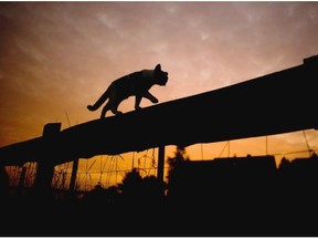 A cat is silhouetted as it walks over a fence in Sehnde near Hannover, northern Germany, on Sept. 16, 2014.