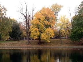 Fall in Parc La Fontaine in Montreal.