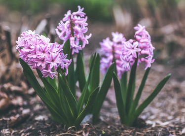 A photograph of some lovely, early blooming, pink flowers growing in my garden. I captured this image in the late afternoon, so there was a lovely quality to the light.