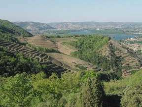 Syrah vines growing on hillside next to Cornas in the Northern Rhône.