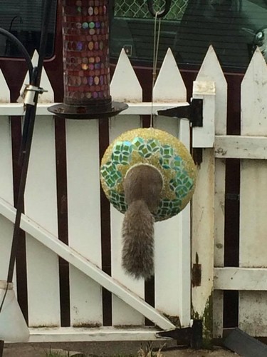 Although I have nothing against squirrels, I prefer they eat the leftovers on the ground.  This guy is saying to himself: "finally a decent feeder!"