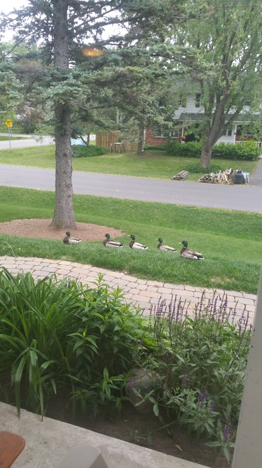 Our friends had a visit on our front lawn. Very beautiful birds &ampnbsp;