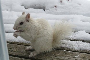 A white morph squirrel that visits daily for food sitting on the deck eating a hazel nut. He has been coming by since January 16.