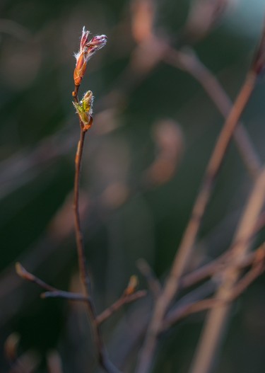 First bud of a newly planted serviceberry last fall
