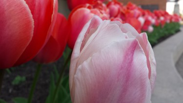 Tulips