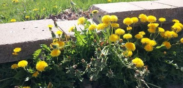 Dandelions grow anywhere - including the edge of driveways!!
