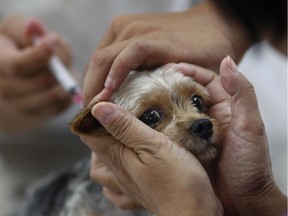 A dog owner gets her pet vaccinated for rabies at a clinic.
