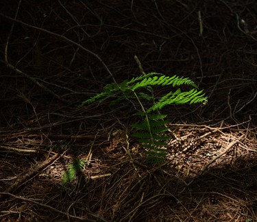 A gem of a fern found the sun in the forest