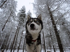 A Siberian Husky in Finland in 2008.