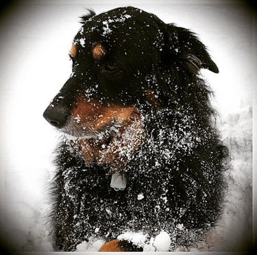Bailey enjoying the snow!