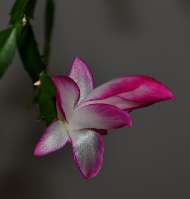 This Christmas Cactus always blooms during the Christmas Season.