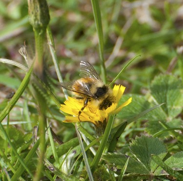 Honey Bees love all types of flowers even dandelions