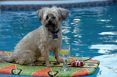 Benji, a rescue, loves being part of the family pool activities to the point he has his own board and pool toys. Here he is relaxing with his toy candy and drink.