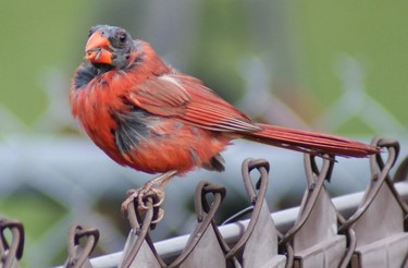 This northern cardinal was a welcome visitor to our garden....don't see many of these beautiful birds