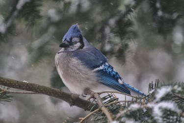 Blue jay waiting from lunch