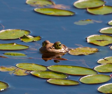 A beautiful sight with the lilies and the bull frog waiting patiently for some food to fly by.