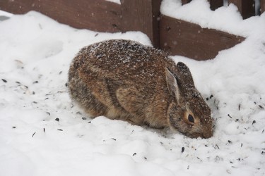 It must be cold for this bunny to come on our deck for some seed, it's only the second time in 30 years one came on the deck.