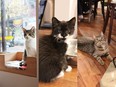 Cats at Café Chat L’Heureux, the subject of our most-read article of October.