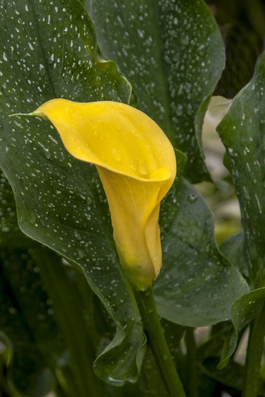 A Calla Lily blossoms after benefiting from a recent rainfall.